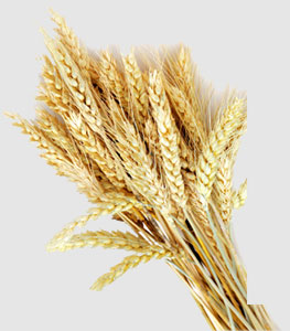 122cc太阳集成游戏(中国)有限公司官网