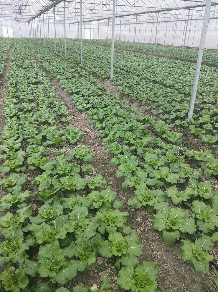 122cc太阳集成游戏(中国)有限公司官网