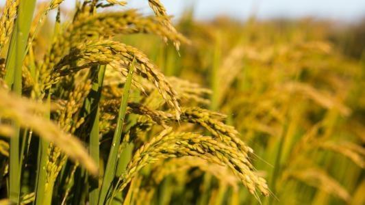 122cc太阳集成游戏(中国)有限公司官网